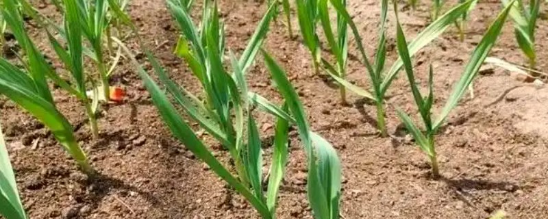 蒜苗反季节如何种植，每亩适宜用蒜种量为200kg左右