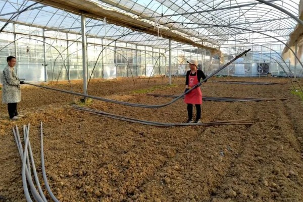 麒麟西瓜的种植方法，浸种催芽后再播种