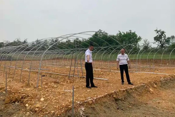 麒麟西瓜的种植方法，浸种催芽后再播种
