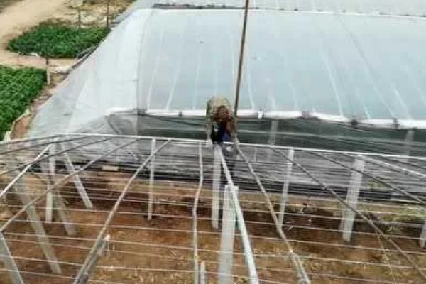 麒麟西瓜的种植方法，浸种催芽后再播种