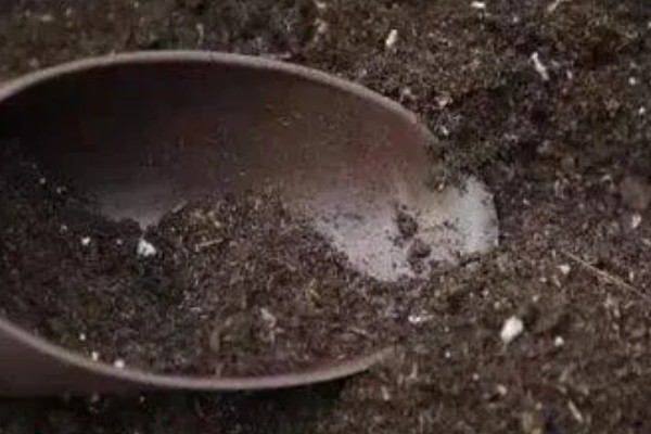 麒麟西瓜的种植方法，浸种催芽后再播种