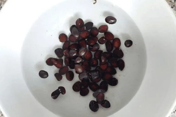 麒麟西瓜的种植方法，浸种催芽后再播种