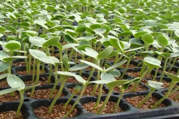 麒麟西瓜的种植方法，浸种催芽后再播种