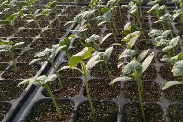 麒麟西瓜的种植方法，浸种催芽后再播种
