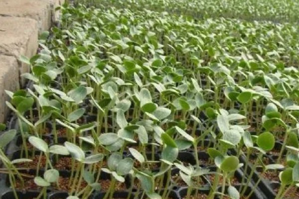 麒麟西瓜的种植方法，浸种催芽后再播种