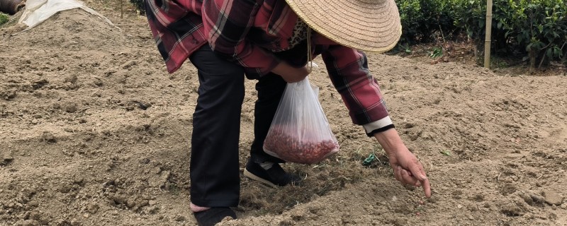 花生每亩用几斤种子，根据土壤的贫瘠程度而定