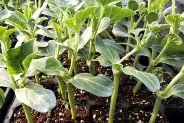 麒麟西瓜的种植方法，浸种催芽后再播种