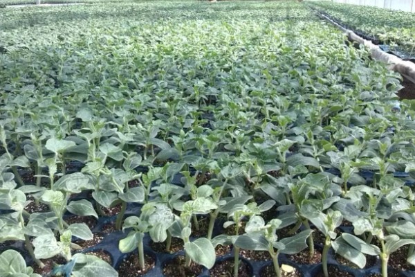 麒麟西瓜的种植方法，浸种催芽后再播种