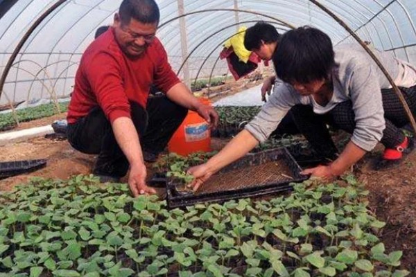 麒麟西瓜的种植方法，浸种催芽后再播种