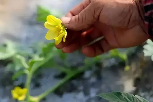麒麟西瓜的种植方法，浸种催芽后再播种