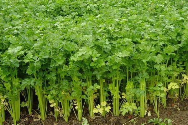 常见的豆类食物，包括黄豆、绿豆、蚕豆等品种