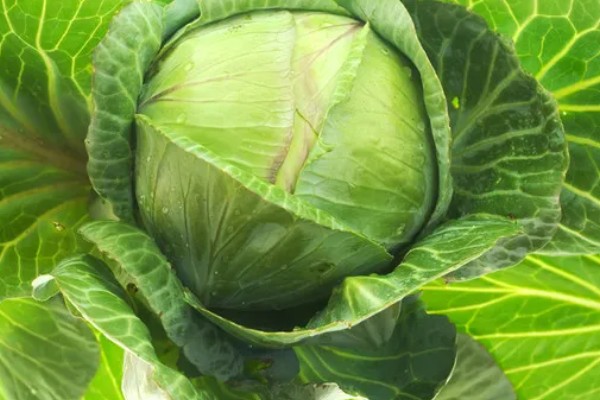 常见的豆类食物，包括黄豆、绿豆、蚕豆等品种