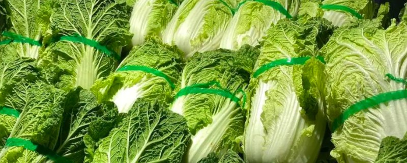 白菜怎么储存过冬，把温度保持在零下1℃至1℃
