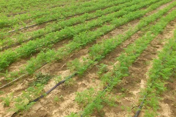 农用酵素能代替肥料使用吗，不可以完全代替肥料