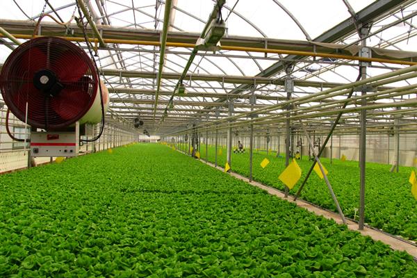 寒潮有利于农业生产吗,植物容易枯死、动物的免疫力会下降