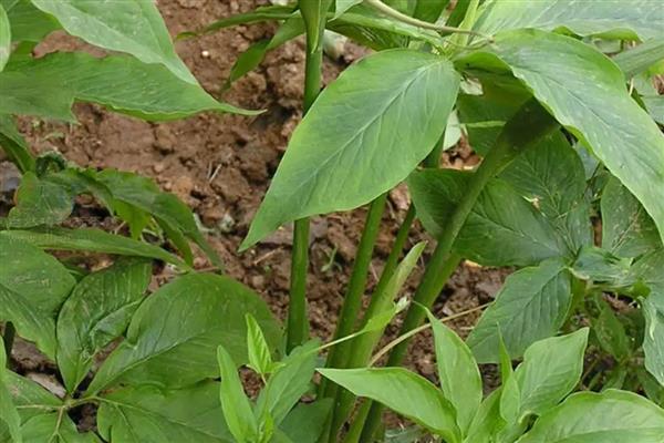 半夏的繁殖方法,以播种、球茎繁殖、珠芽繁殖为主