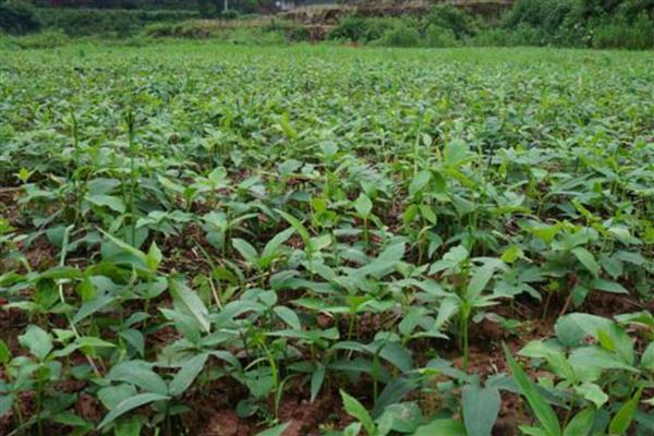 半夏的繁殖方法,以播种、球茎繁殖、珠芽繁殖为主