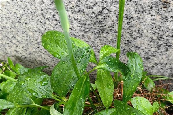 半夏的繁殖方法,以播种、球茎繁殖、珠芽繁殖为主