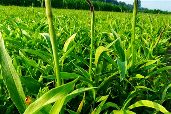 半夏的繁殖方法,以播种、球茎繁殖、珠芽繁殖为主