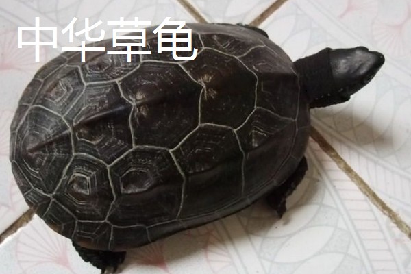 有什么常见的宠物龟，包括巴西龟、中华草龟、地图龟等品种