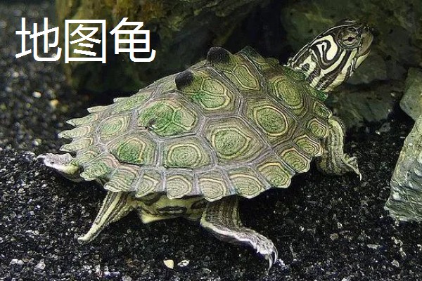 有什么常见的宠物龟，包括巴西龟、中华草龟、地图龟等品种