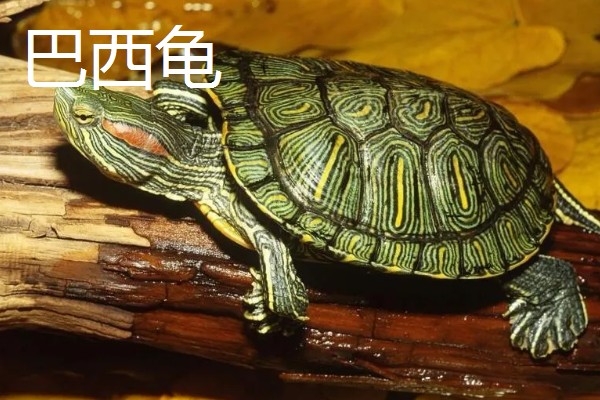 有什么常见的宠物龟，包括巴西龟、中华草龟、地图龟等品种