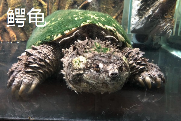 有什么常见的宠物龟，包括巴西龟、中华草龟、地图龟等品种