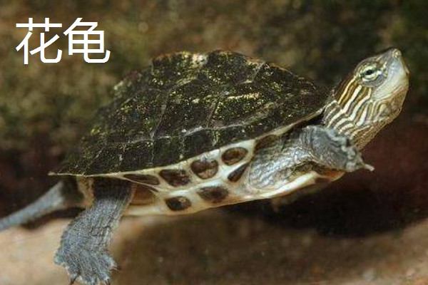 有什么常见的宠物龟，包括巴西龟、中华草龟、地图龟等品种