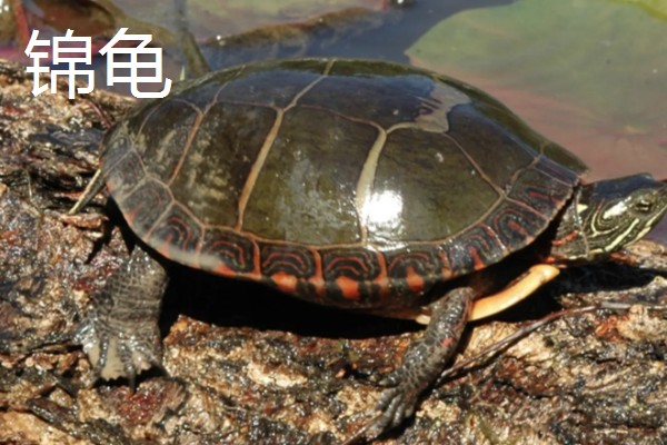 有什么常见的宠物龟，包括巴西龟、中华草龟、地图龟等品种