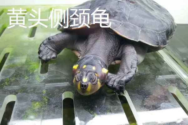 有什么常见的宠物龟，包括巴西龟、中华草龟、地图龟等品种