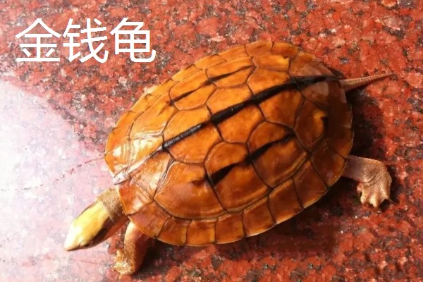 有什么常见的宠物龟，包括巴西龟、中华草龟、地图龟等品种