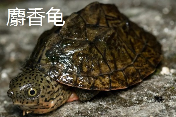 有什么常见的宠物龟，包括巴西龟、中华草龟、地图龟等品种