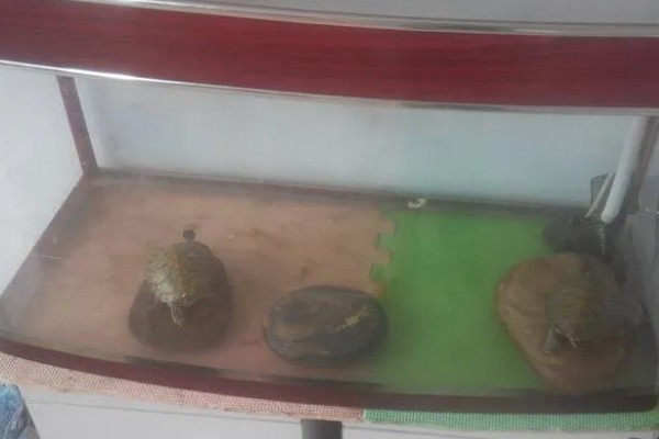 有什么常见的宠物龟，包括巴西龟、中华草龟、地图龟等品种