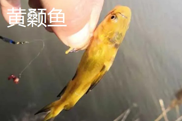 10号丸世钩可以钓哪些鱼，黄颡鱼、黑鱼、鲶鱼均可垂钓