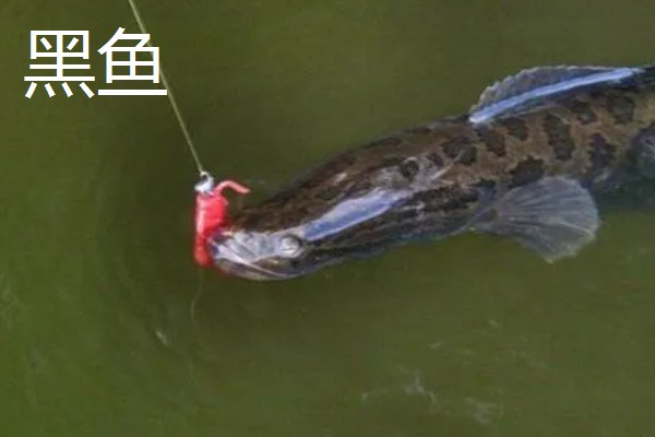 10号丸世钩可以钓哪些鱼，黄颡鱼、黑鱼、鲶鱼均可垂钓