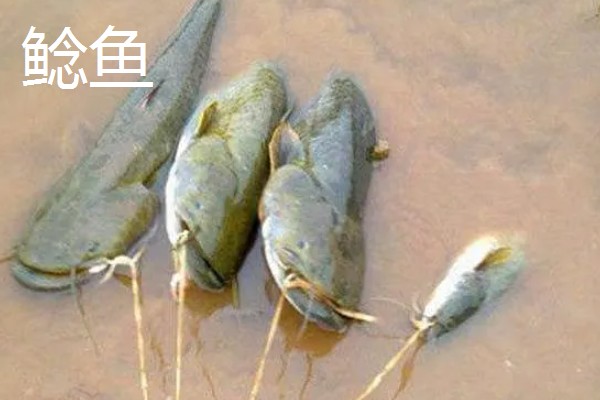 10号丸世钩可以钓哪些鱼，黄颡鱼、黑鱼、鲶鱼均可垂钓