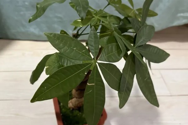 怎样挑选发财树,首先要选健康无病的植株