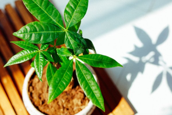 怎样挑选发财树,首先要选健康无病的植株