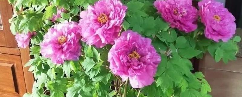 牡丹花什么时候栽种，适合在秋季9-10月进行栽种