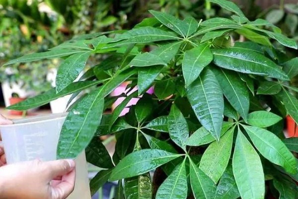 怎样挑选发财树,首先要选健康无病的植株
