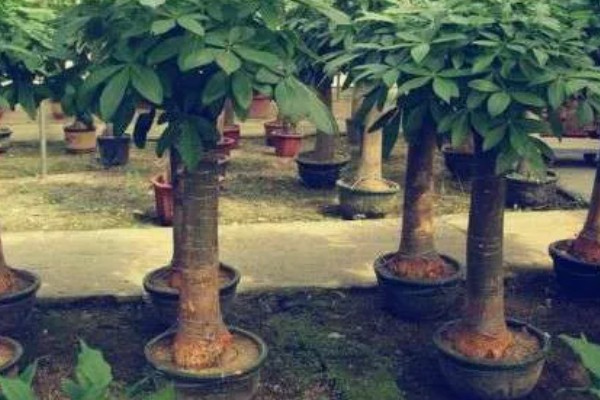 怎样挑选发财树,首先要选健康无病的植株