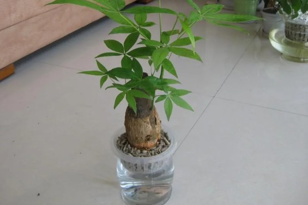 怎样挑选发财树,首先要选健康无病的植株