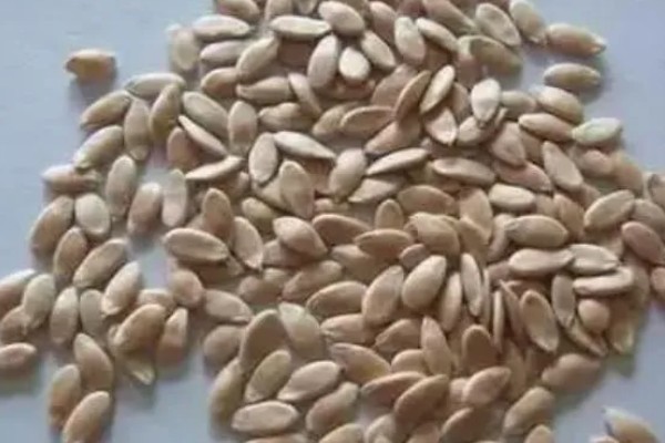 薄皮甜瓜种子的播种技术,播种前需要晒种、浸种和拌种