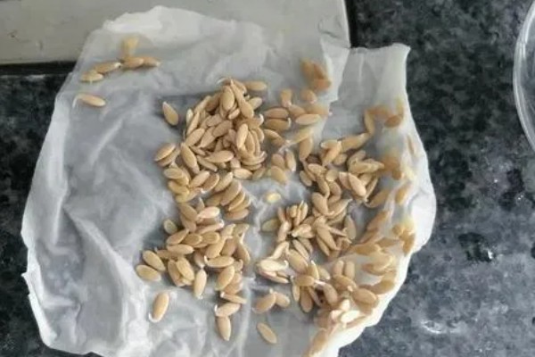 薄皮甜瓜种子的播种技术,播种前需要晒种、浸种和拌种