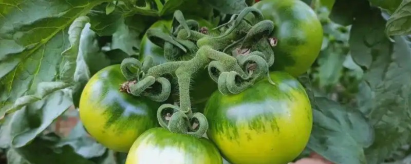 番茄的落花落果原因及预防方法，可能是温度异常所致