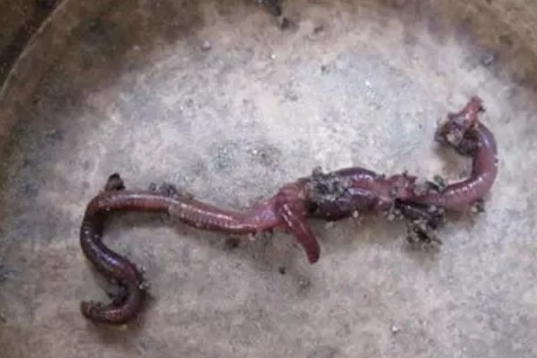 为什么蚯蚓断了还能活，蚯蚓体内存在大量成体干细胞或中胚层细胞