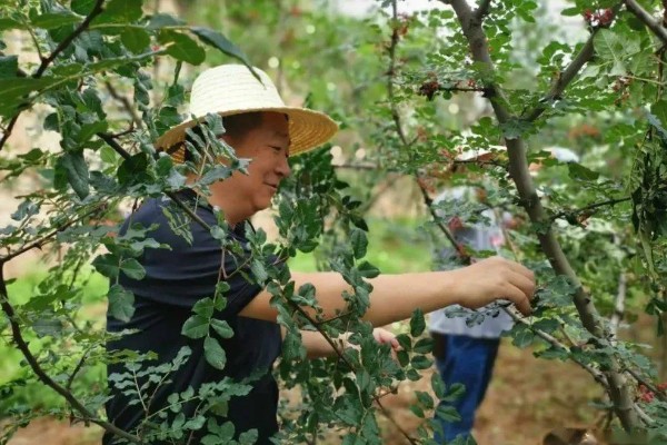 花椒什么时候采摘，以8月上旬至9月上旬为宜