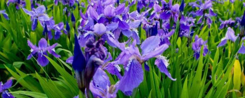 紫色鸢尾花的花语，寓意高雅浪漫、幸福美满等