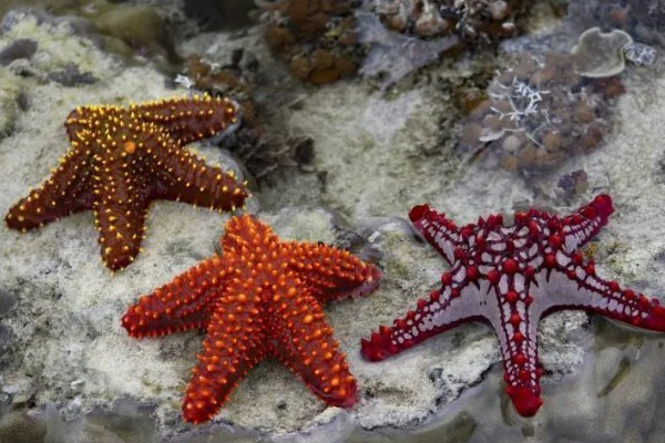 海星是什么动物类型，海星是棘皮动物