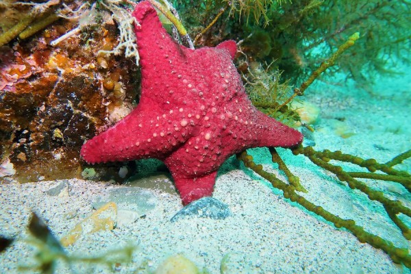 海星是什么动物类型，海星是棘皮动物